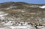 mongolia 4.jpg